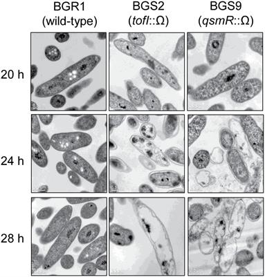 Membrane Depolarization and Apoptosis-Like Cell Death in an Alkaline Environment in the Rice Pathogen Burkholderia glumae